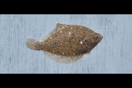 "Korren strand Heemskerk