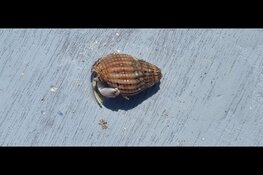 "Korren strand Heemskerk