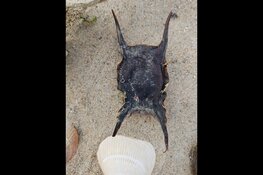 Ga mee op ontdekkingstocht op het strand van Castricum