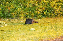 Eenzijdig ongeluk op Rijksweg in Velsen-Zuid
