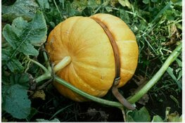 Gratis lezing en rondleidingen bij Verwey Museum Haarlem tijdens Ecotrip Festival