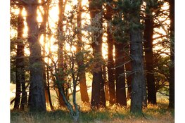 Beleef de wintertijd: mindful ochtendwandeling