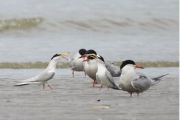 Lezing over meeuwen en sterns