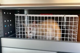 Poes zat vast in motorblok vrachtwagen in Santpoort-Noord