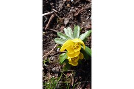 Rondje Bolwerken en Kenaupark