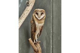 Winterlezing over uilen en hun prooidieren