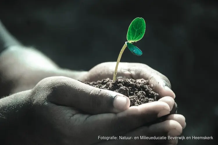 Speur naar planten en maak een zaadbom