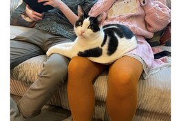 Op donderdag 17 april a.s.  kunnen kattenliefhebbers bij Jippies kattencafé voor het eerst kennismaken met een nieuwe activiteit; ‘Maak vrienden met Catlovers’