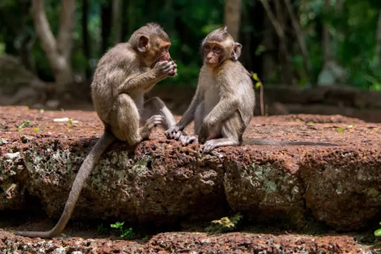 Burgers’ Zoo breidt uit met overname GaiaZOO