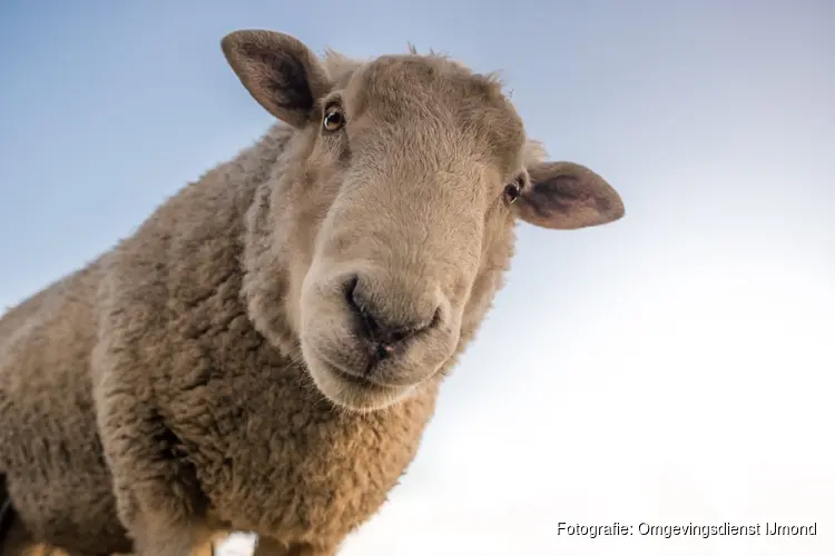 Schapen scheren bij het Koetshuijs in Heemskerk
