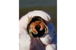 Ga mee op ontdekkingstocht op het strand van Castricum