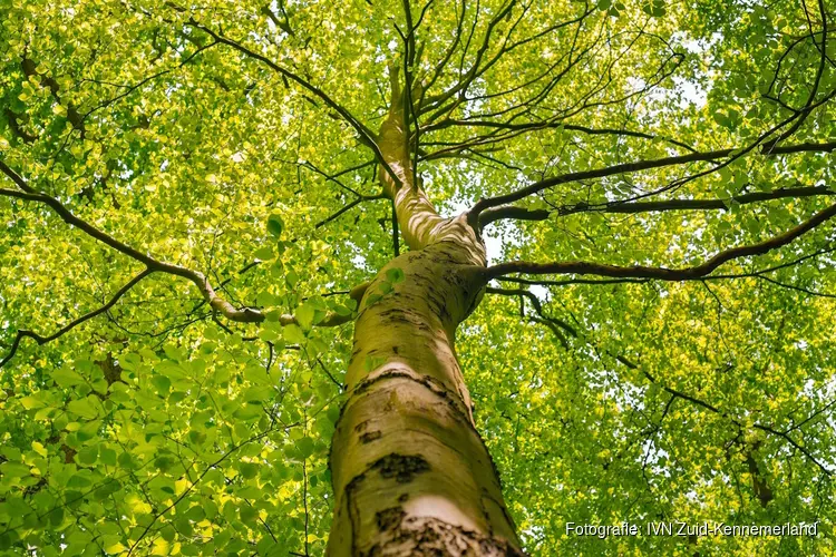 Bomen en planten in de Haarlemmer Kweektuin