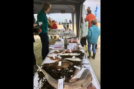 Zee-evenement voor jong en oud