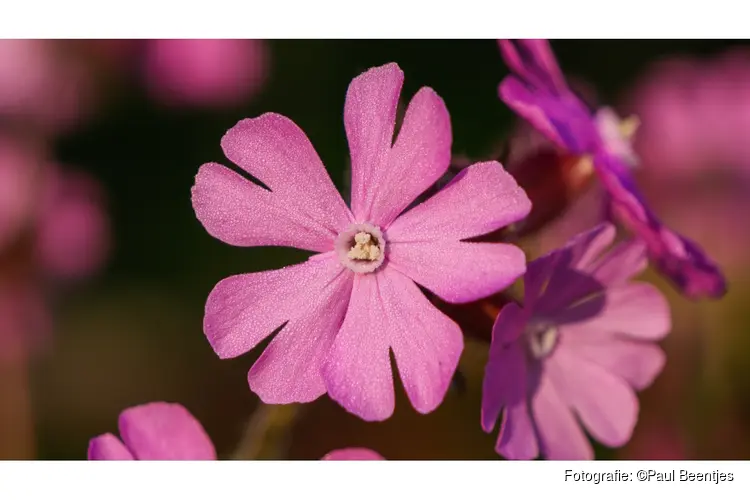 Fotowandeling macrofotografie in park Scheybeeck - Beverwijk