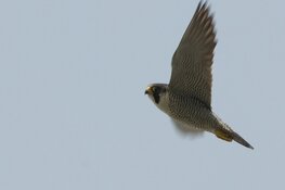 Slechtvalken uit de kast