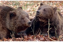 Samenwerken voor een beerwaardig bestaan
