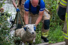 Schaap gered uit sloot door duikers in Heemskerk