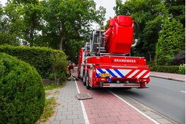 Brandweer assisteert om gevaarlijk hangende tak uit boom te halen aan de Zeeweg in IJmuiden