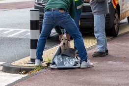 Hond raakt bekneld tussen voorwiel van fiets in Bloemendaal