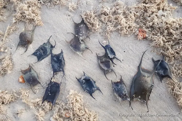"Ontdek de verborgen dieren van de Noordzee