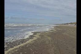Ontdek de verborgen dieren van de Noordzee