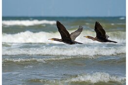 Lezing: De dynamiek van het duingebied in Noord-Kennemerland