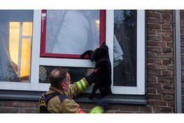 Kat raakt vast tussen klapraam