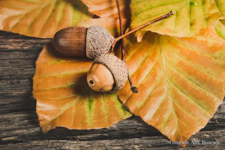 Herfstwandeling in het bos op woensdag 22 oktober in park Westerhout