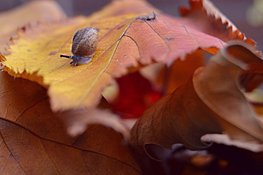 Leer loslaten met hulp van de natuur