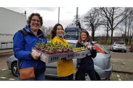Jaarlijkse Hyacintenactie Muziekvereniging Soli