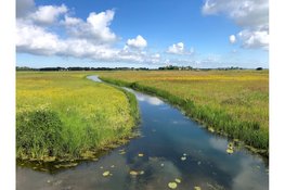 Stichting Oer-IJ brengt gebiedsplan uit  voor toekomst van het Oer-IJ gebied
