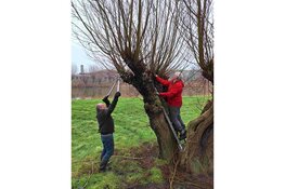 IVN werkdag Wilgen knotten bij Fort Veldhuis in Heemskerk