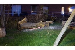 Boomstam geblust door brandweer