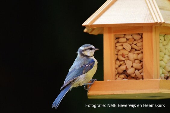 Vogels en vogelvoer op Kinderboerderij Dierendorp