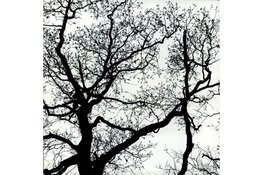 Kijk anders naar de winter: ontdek de schoonheid van kale bomen