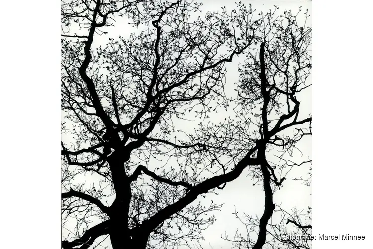 Kijk anders naar de winter: ontdek de schoonheid van kale bomen