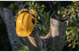 78 Bomen langs provinciale wegen vervangen in verband met de verkeersveiligheid