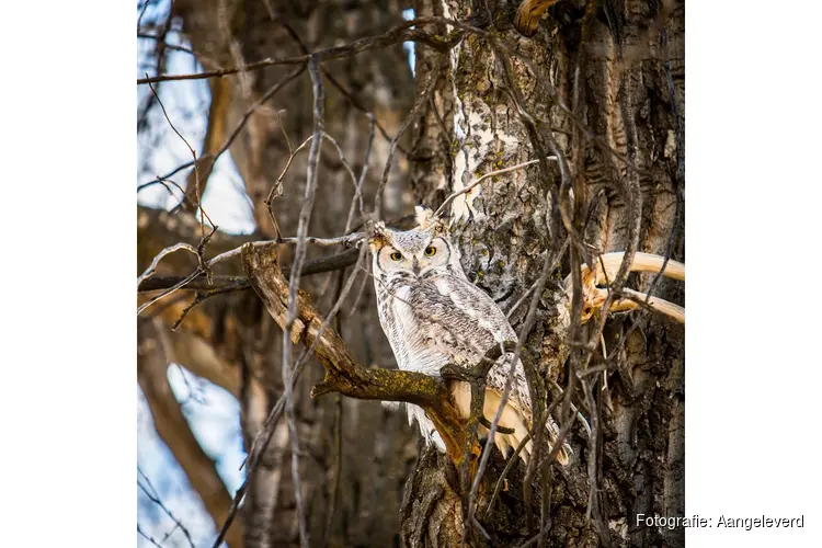 Heb jij altijd al willen weten waarom sommige dieren soms bijna onzichtbaar zijn? Kom dan op woensdagmiddag 25 februari naar Kinderboerderij De Baak