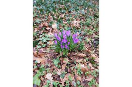 "Natuur en cultuurhistorie komen samen tijdens wandeling rond Kasteel Marquette