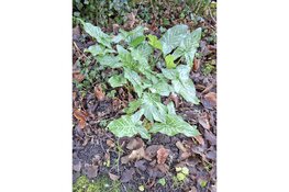 "Natuur en cultuurhistorie komen samen tijdens wandeling rond Kasteel Marquette