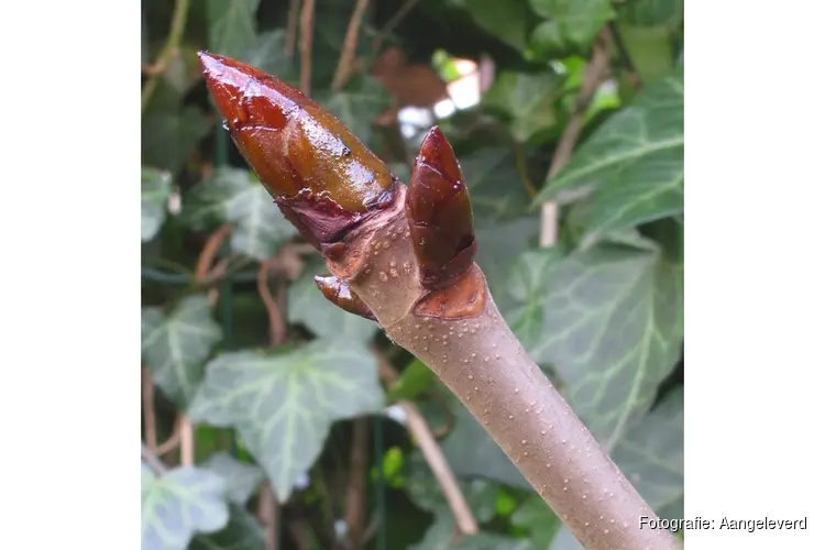 Knoppenwandeling in de Haarlemmerhout