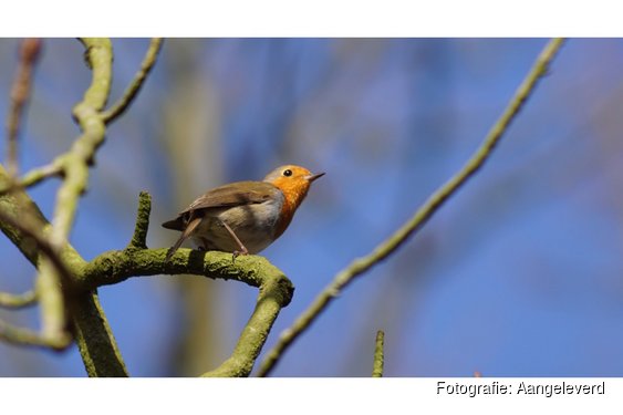 Vogelzang op Leyduin