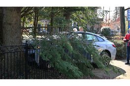 Automobilist komt tot stilstand tegen boom in tuin