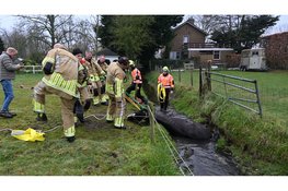 Paard gered uit sloot in Castricum