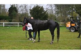 Paard gered uit sloot in Castricum