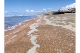 Ontdek het leven op strand Heemskerk