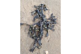 Ontdek het leven op strand Heemskerk