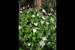 Ontdek de natuur en geschiedenis van Park Westerhout