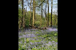 Ontdek de natuur en geschiedenis van Park Westerhout