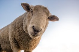 Er worden schapen geschoren bij het Koetshuijs in Heemskerk